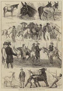 Bocetos en la Exposición de Mulas y Burros en el Crystal Palace